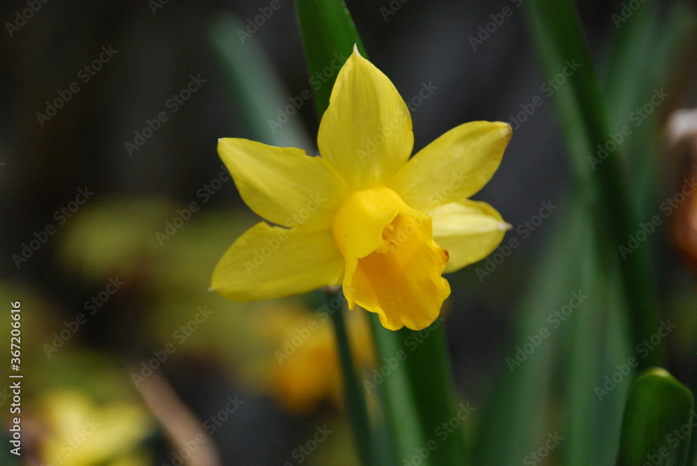 yellow daffodil yellow daffodil