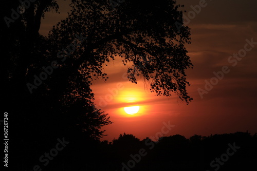 Colorful Sunset with tree Silhouettes and clouds out in the country in Kansas. © Stockphotoman