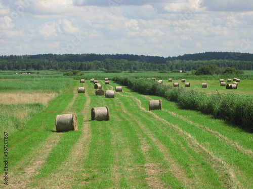 Obraz na plátně Rural landscape with haystacks on green field, cloudy sky, Braniewo County, Poland - Pomeranian way of St