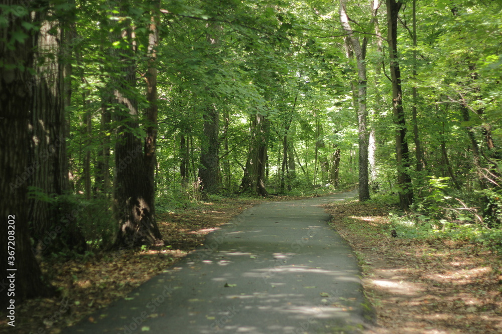Fototapeta premium droga w lesie