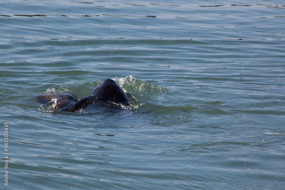 Fototapeta premium Sea Lion swimming in the Ocean