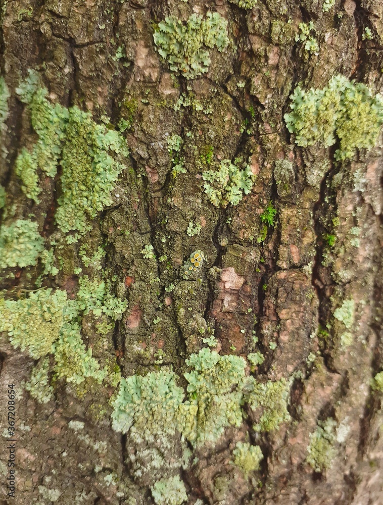 tree bark texture tree bark texture
