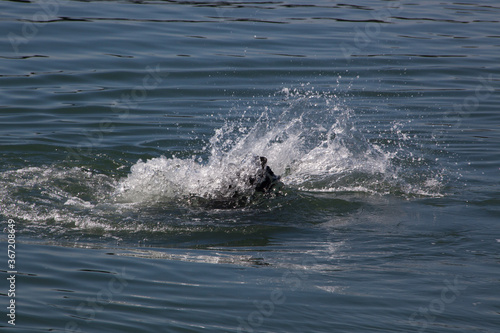 Sea Lion swimming in the Ocean