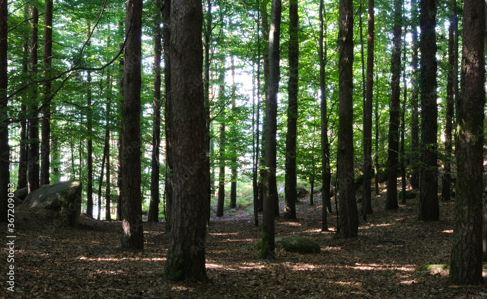 Bosque com troncos de árvores folhas, luz do sol a atravessar por entre as folhas e troncos das árvores