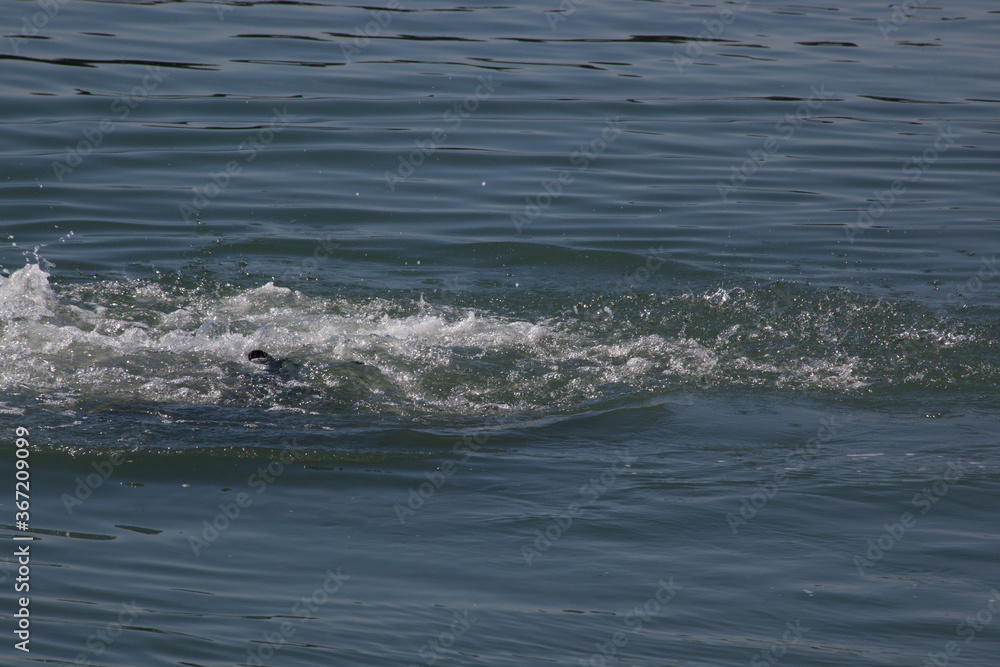 Obraz premium Sea Lion swimming in the Ocean