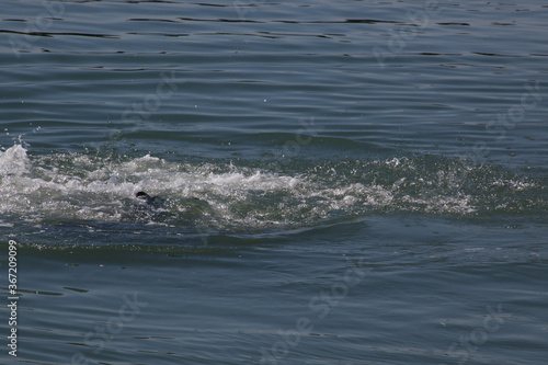 Sea Lion swimming in the Ocean © Allen Penton