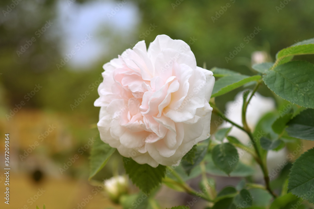 Rose flower with branch and green leaves in the garden. Nature. Blurred background, soft focus. Rose flower with branch and green leaves in the garden. Nature. Blurred background, soft focus.