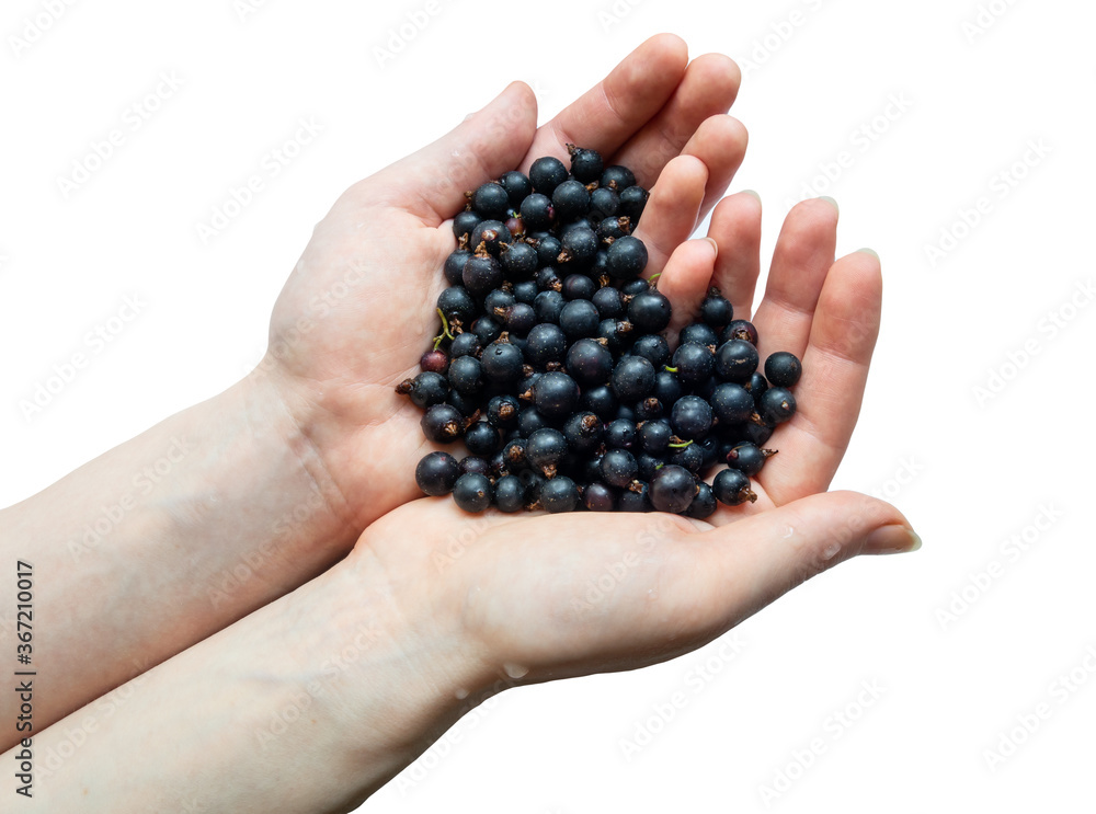 Hands with a handful of black currants, isolated on white Hands with a handful of black currants, isolated on white