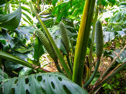 Fruit stood from Monstera Deliciosa