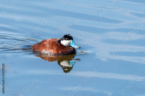 Ruddy Duck Male in Breeding Color © Dee Carpenter