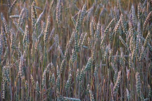 Wheat field. Spikelets of a plant in the rays of the evening sun. Horizontal shot