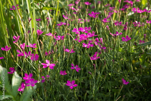 Field wild carnation