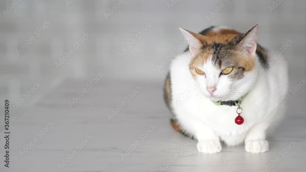 white and gray cat , pet animal concept. white and gray cat , pet animal concept.