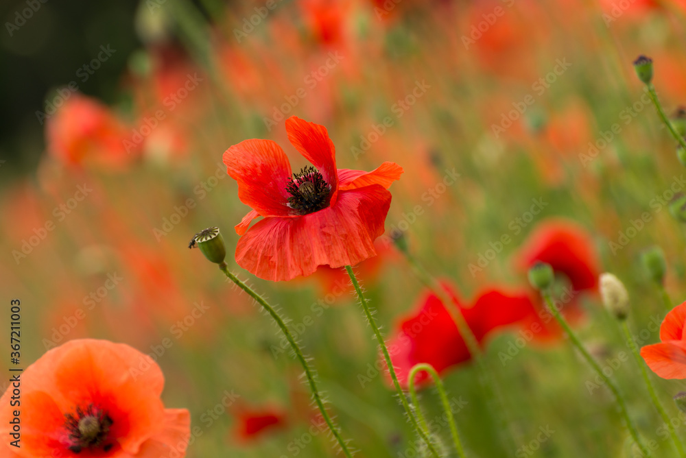 Beautiful red poppies. Red Flower symbol of war. remembrance day Beautiful red poppies. Red Flower symbol of war. remembrance day
