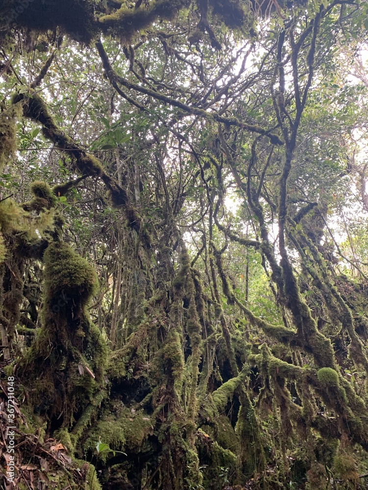 Fototapeta premium Forêt de mousse à Cameron Highlands, Malaisie