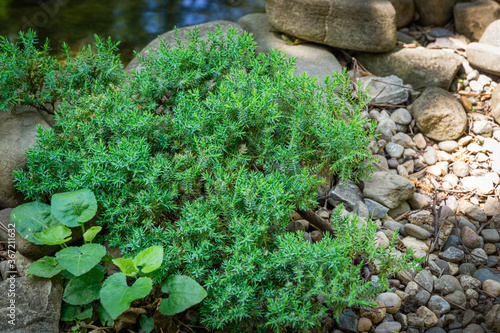 Original creeping Juniperus Procumbens Nana on stones by pond shore. Close-up of beautiful small japanese juniper procumbens Nana. Selective focus. Nature concept for spring design