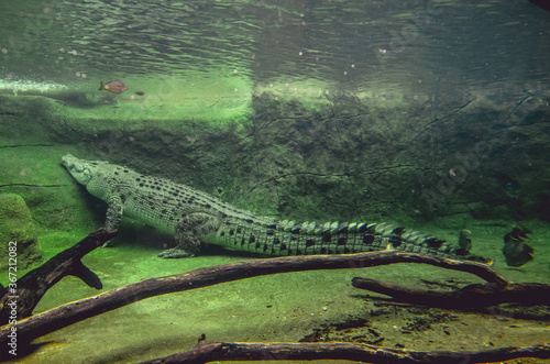 Photography Sydney, NSW/Australia : A crocodile at Wildlife Sydney Zoo
