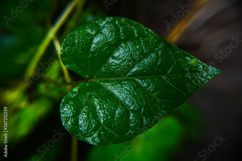 green leaf with water drops