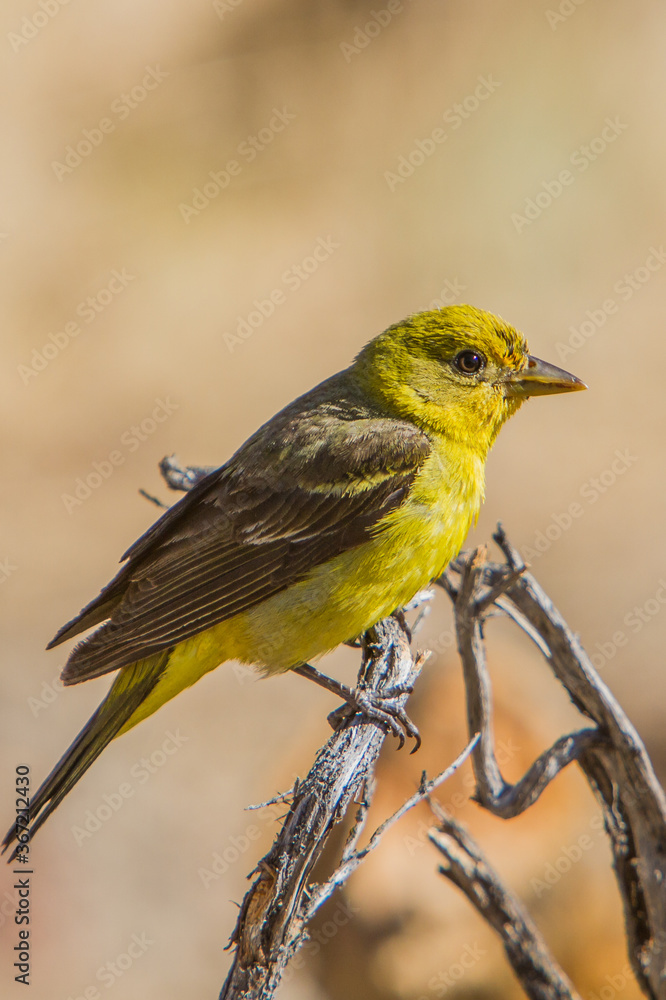 A female Western Tanager perched on a branch in the Fremont National Forest in central Oregon.