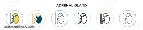 Adrenal gland icon in filled, thin line, outline and stroke style. Vector illustration of two colored and black adrenal gland vector icons designs can be used for mobile, ui, web