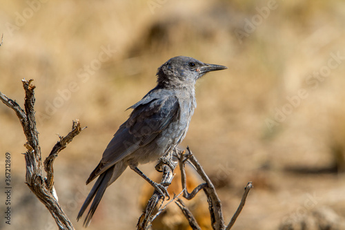 A Pinion Jay perched on a branch in the Fremont National Forest in central Oregon.