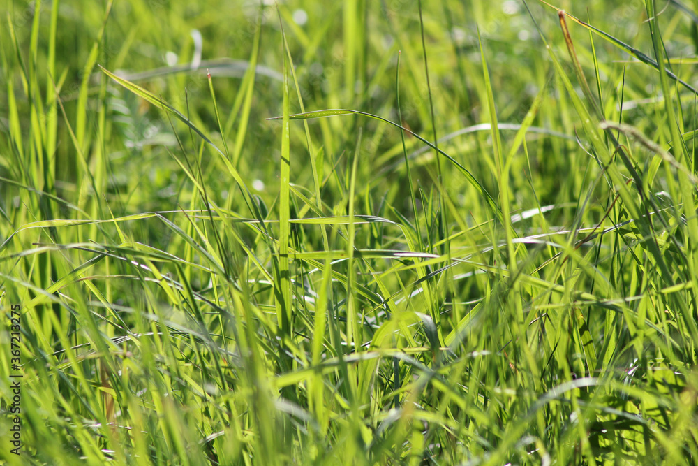Large green field with grass under the bright sun Large green field with grass under the bright sun