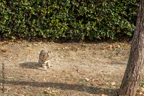 Scared feral cat on dirt path