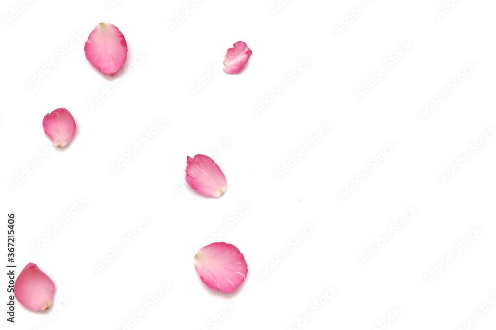 Blurred many sweet pink rose corollas on white background with softly style Blurred many sweet pink rose corollas on white background with softly style