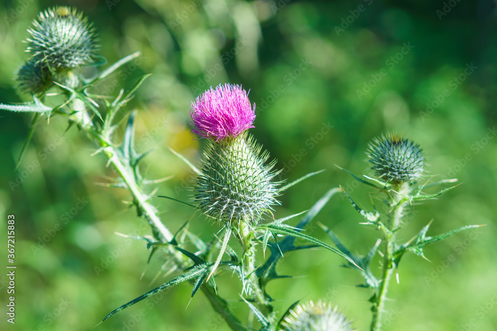EnglischA pink prickly plant bloom EnglischA pink prickly plant bloom