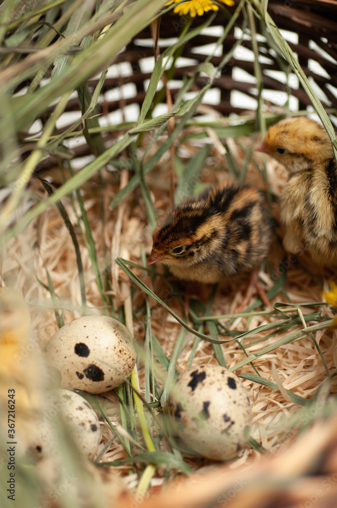 Quail chickens just born in a basket Quail chickens just born in a basket