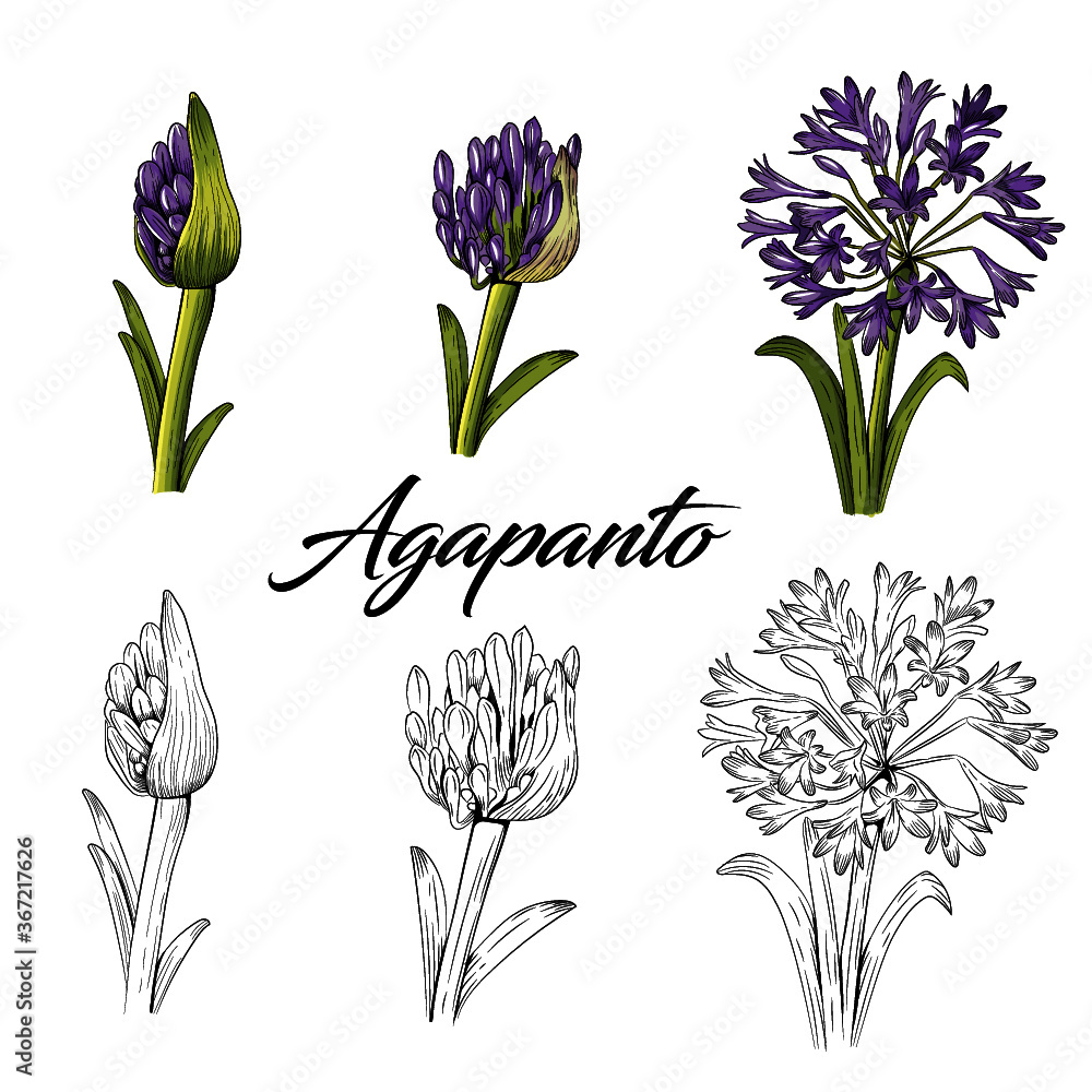 Flor Agapanto vector de Stock | Adobe Stock
