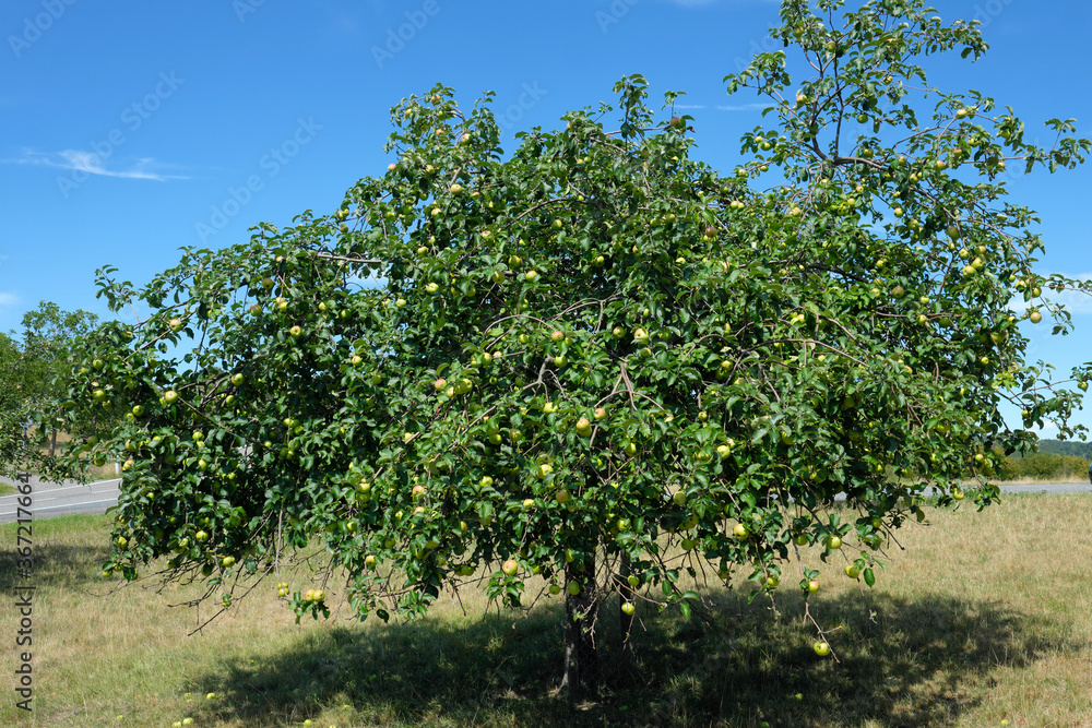 Apfelbaum auf Streuobstwiese bei sonnigem Wetter - Stockfoto Apfelbaum auf Streuobstwiese bei sonnigem Wetter - Stockfoto