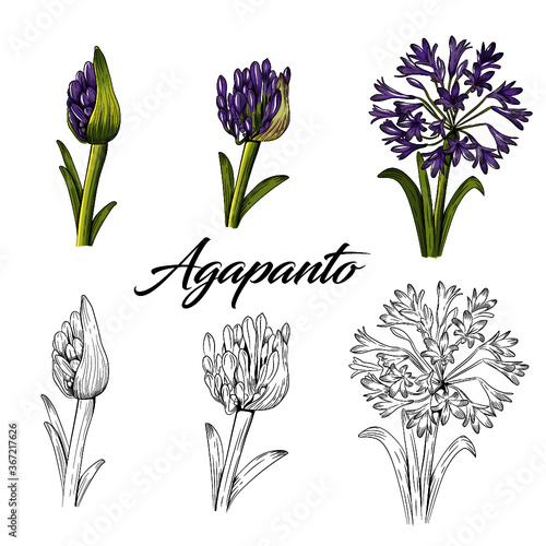 Flor Agapanto 
