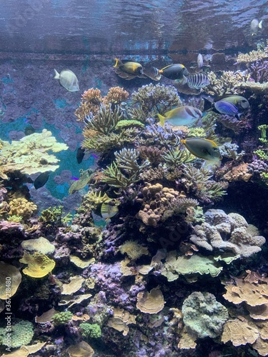 Récif de corail et poissons tropicaux de l'aquarium de Singapour