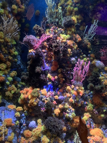 Fototapeta Naklejka Na Ścianę i Meble -  Récif de corail de l'aquarium de Singapour