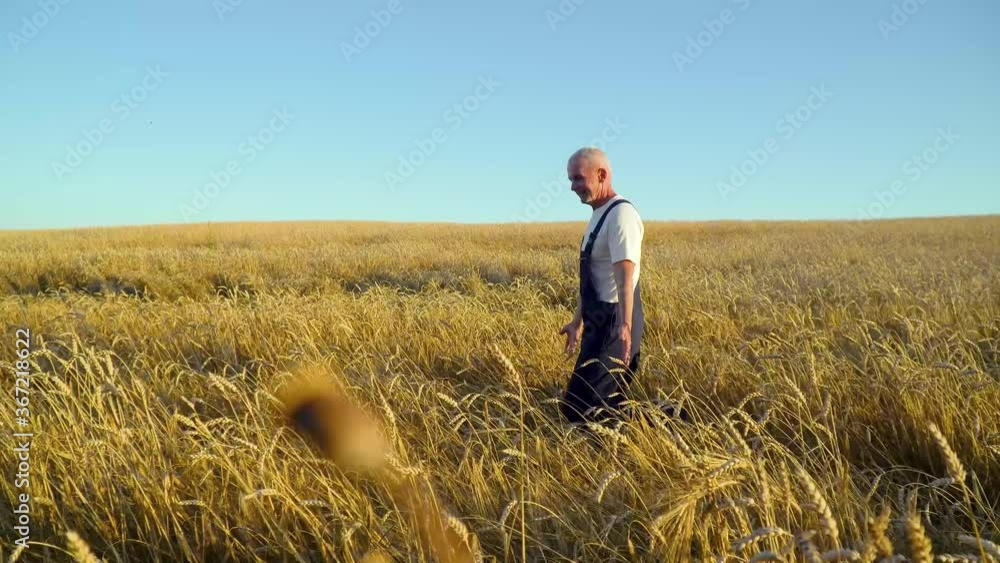 Senior caucasian farmer walking on golden wheat field. Farming and agriculture concept Senior caucasian farmer walking on golden wheat field. Farming and agriculture concept