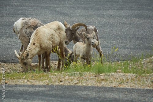 Rocky Mountain Big horn sheep