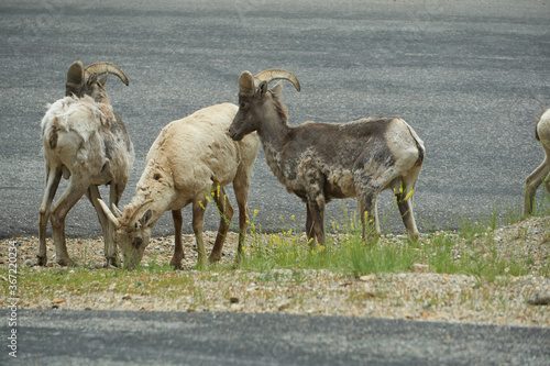 Fototapeta Naklejka Na Ścianę i Meble -  Rocky Mountain Big horn sheep