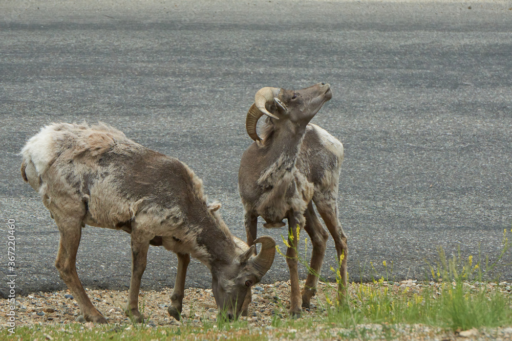 Obraz premium Rocky Mountain Big horn sheep