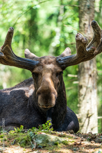 Portrait of moose with blurred background.