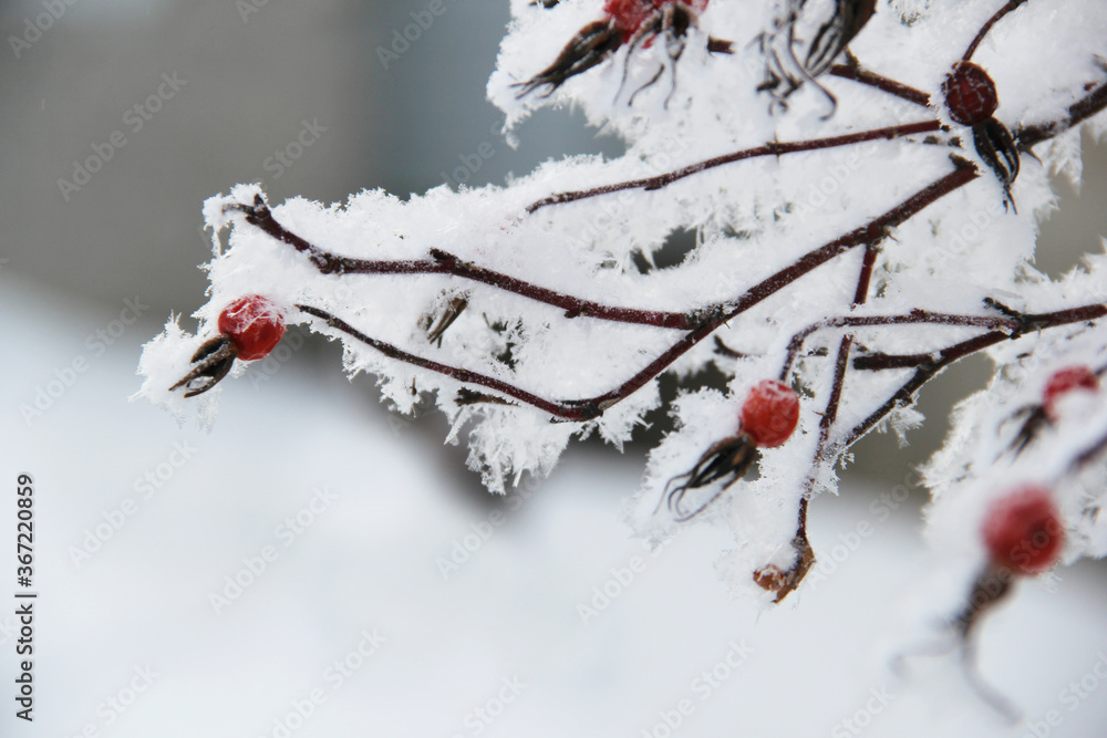red berries in snow