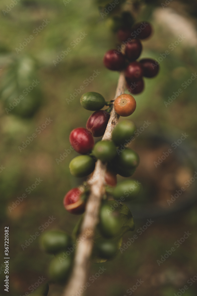 Coffee beans ripening, fresh coffee, red berry branch, industry agriculture on tree in Brazil