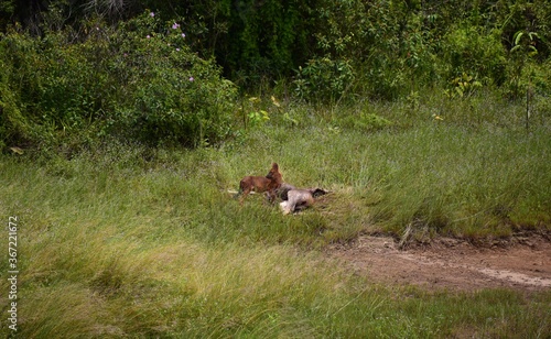 Fox eating deer in the Thai international park.