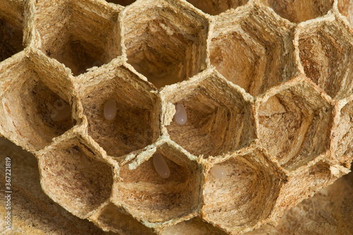 European Wasp Eggs