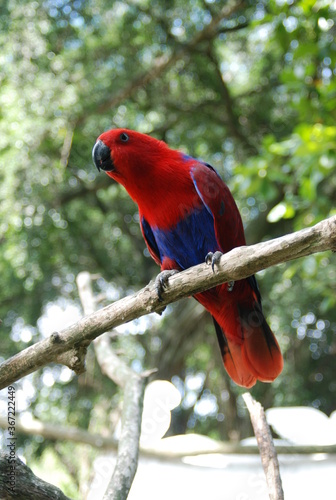 scarlet macaw parrot