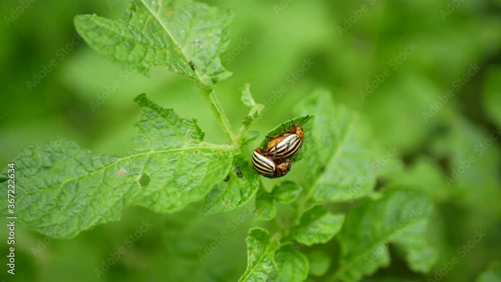 Beetle potato Colorado pest parasite, mating mated males and females mate sit, Leptinotarsa decemlineata on potatoes Solanum tuberosum agriculture farm farming organic bio plant Beetle potato Colorado pest parasite, mating mated males and females mate sit, Leptinotarsa decemlineata on potatoes Solanum tuberosum agriculture farm farming organic bio plant