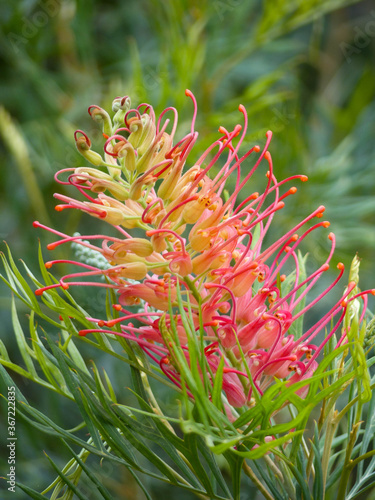 Fotografie Grevillea Flower