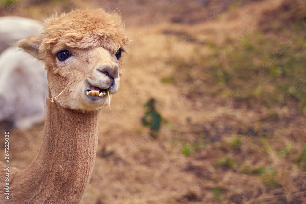  Alpaca close up portrait with blurred background. Copy space.