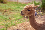  Alpaca close up portrait with blurred background. Copy space.