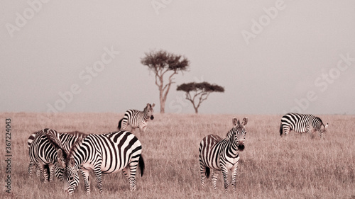 Herd od Zebra at dusk in the Maasai Mara National Reserve  Kenya